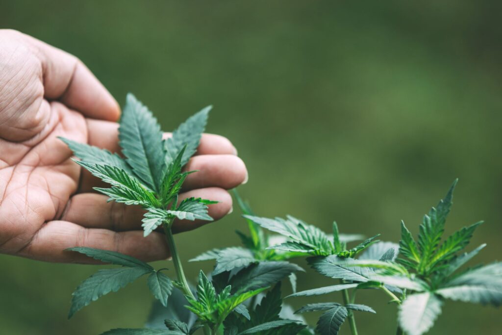 U.S. Senate Bans Intoxicating Hemp-THC Products