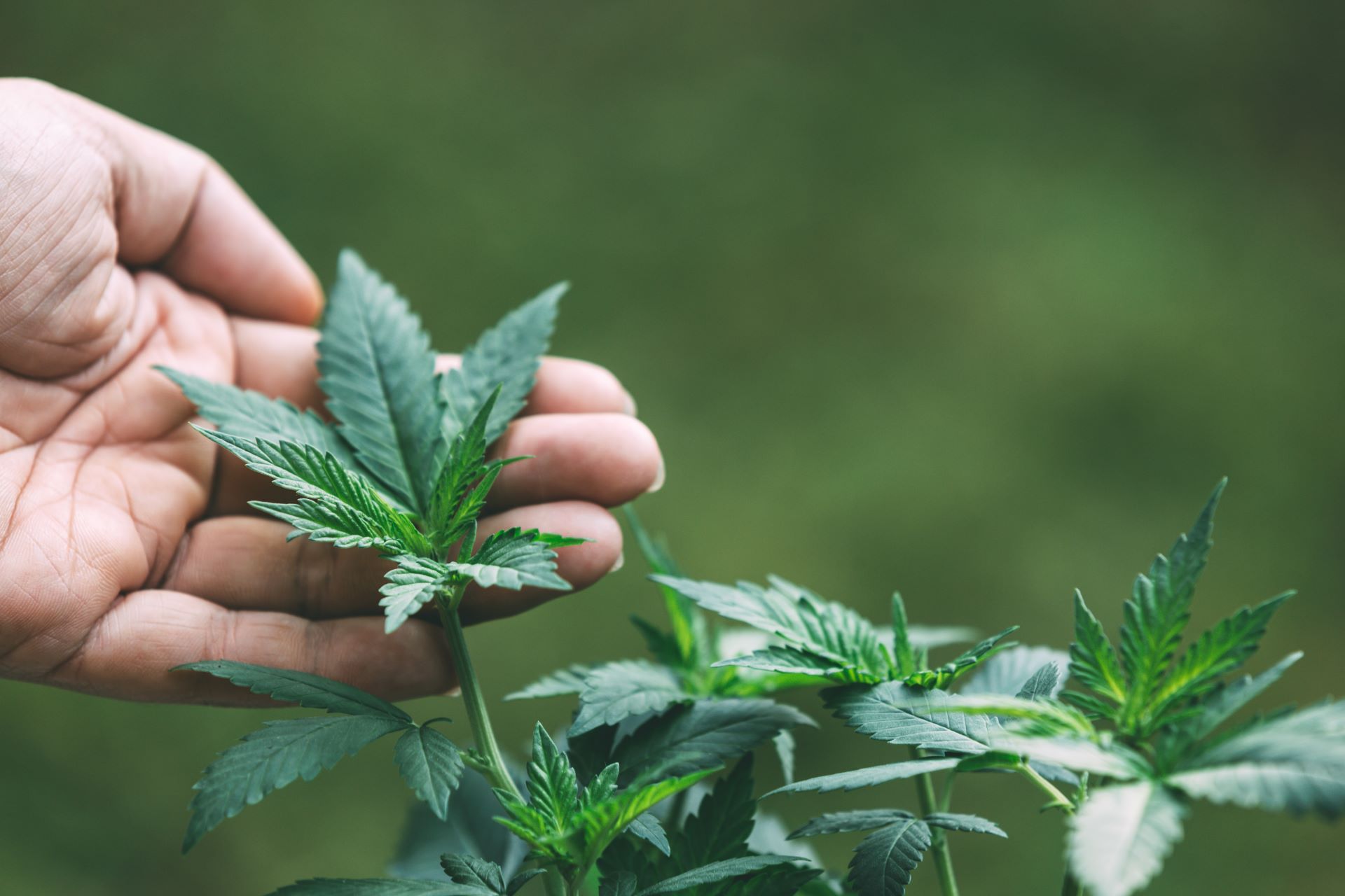 U.S. Senate Bans Intoxicating Hemp-THC Products