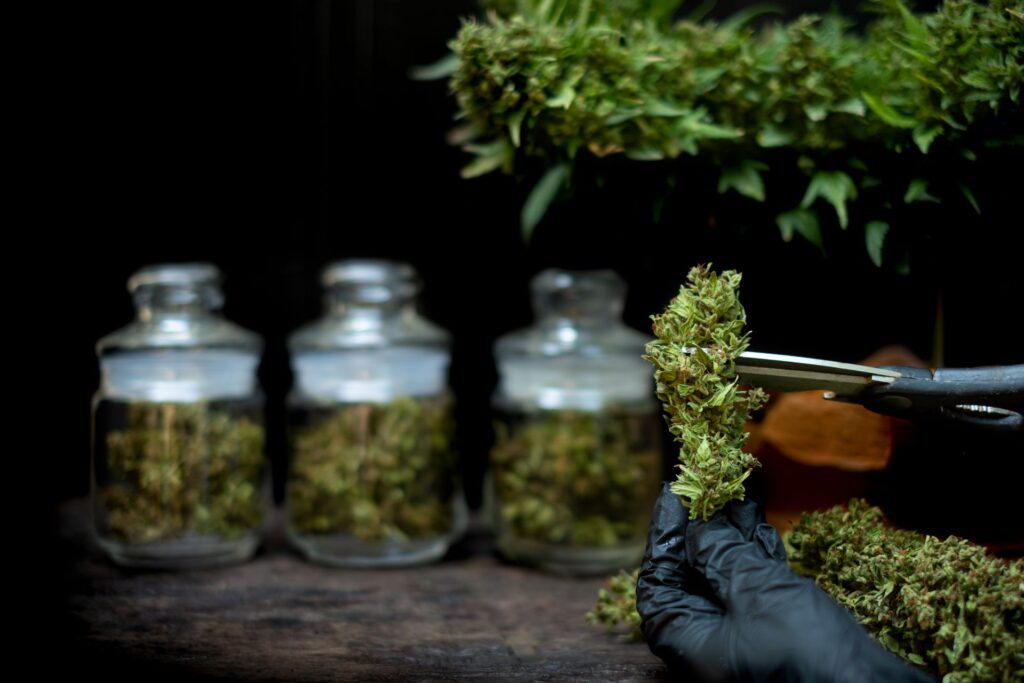 Massachusetts Moves to Reverse Marijuana Legalisation in Historic First