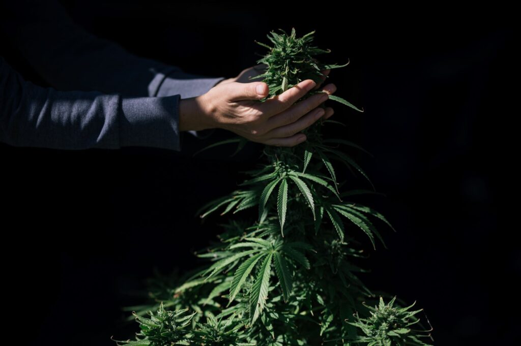 Still Think Cannabis Doesn’t Kill? Columbia University Psychiatry Has Some Facts for You