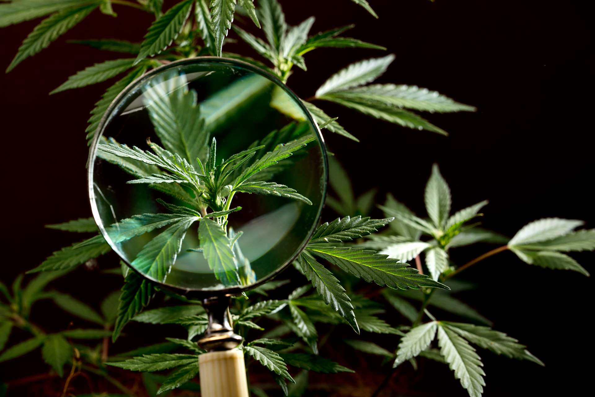 A close-up shot of a magnifying glass held over a green cannabis plant against a dark background, highlighting public health investigations into cannabis-related deaths.
